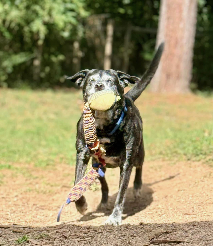 reactive dog by himself