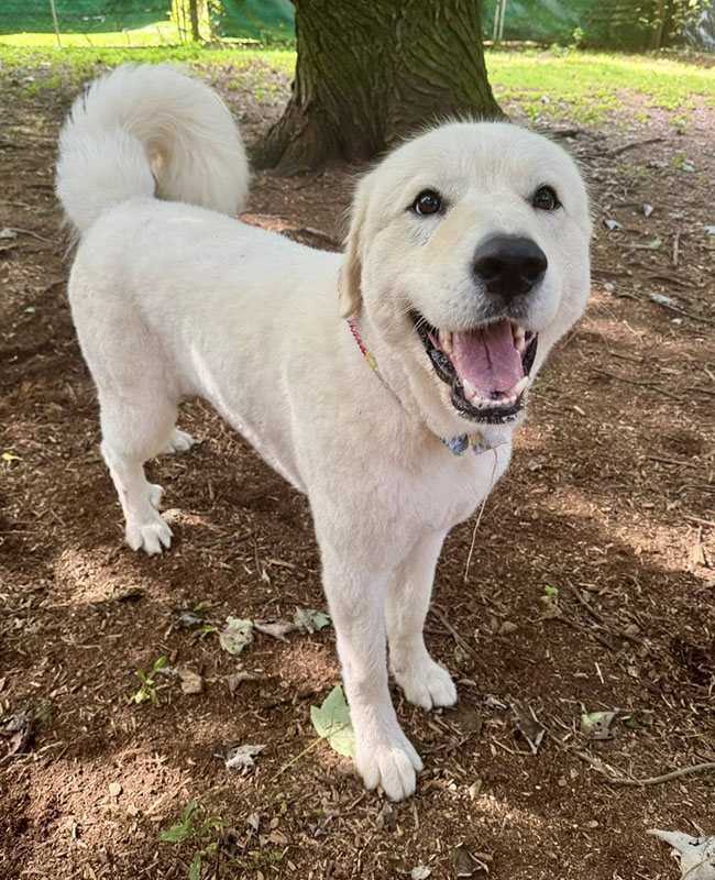 Dog Boarding - The Pet Resorts Dunwoody